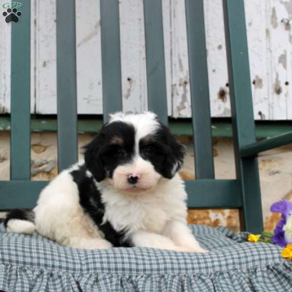 Caroline, Bernedoodle Puppy